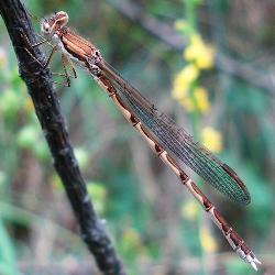 Sympecma fusca